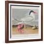 Illustration from 'Birds of America', 1827-38-John James Audubon-Framed Giclee Print