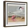 Illustration from 'Birds of America', 1827-38-John James Audubon-Framed Giclee Print