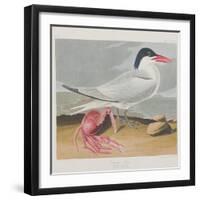 Illustration from 'Birds of America', 1827-38-John James Audubon-Framed Giclee Print