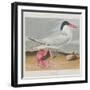 Illustration from 'Birds of America', 1827-38-John James Audubon-Framed Giclee Print