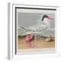 Illustration from 'Birds of America', 1827-38-John James Audubon-Framed Premium Giclee Print