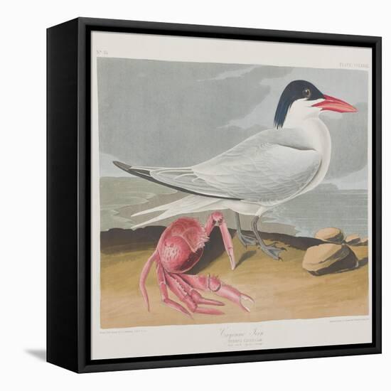 Illustration from 'Birds of America', 1827-38-John James Audubon-Framed Stretched Canvas