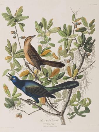 https://imgc.allpostersimages.com/img/posters/illustration-from-birds-of-america-1827-38_u-L-Q1HONF60.jpg?artPerspective=n