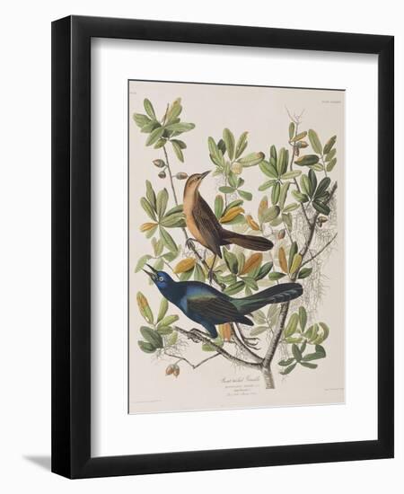 Illustration from 'Birds of America', 1827-38-John James Audubon-Framed Giclee Print