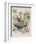 Illustration from 'Birds of America', 1827-38-John James Audubon-Framed Giclee Print