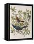 Illustration from 'Birds of America', 1827-38-John James Audubon-Framed Stretched Canvas