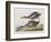 Illustration from 'Birds of America', 1827-38-John James Audubon-Framed Giclee Print