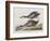 Illustration from 'Birds of America', 1827-38-John James Audubon-Framed Giclee Print