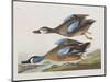 Illustration from 'Birds of America', 1827-38-John James Audubon-Mounted Giclee Print