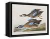 Illustration from 'Birds of America', 1827-38-John James Audubon-Framed Stretched Canvas