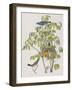 Illustration from 'Birds of America', 1827-38-John James Audubon-Framed Giclee Print