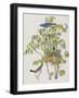 Illustration from 'Birds of America', 1827-38-John James Audubon-Framed Giclee Print