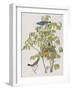 Illustration from 'Birds of America', 1827-38-John James Audubon-Framed Giclee Print