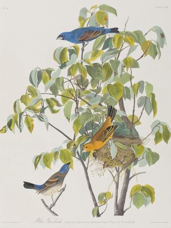 https://imgc.allpostersimages.com/img/posters/illustration-from-birds-of-america-1827-38_u-L-Q1HONOQ0.jpg?artPerspective=n