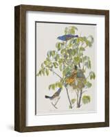 Illustration from 'Birds of America', 1827-38-John James Audubon-Framed Giclee Print