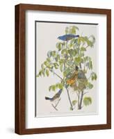 Illustration from 'Birds of America', 1827-38-John James Audubon-Framed Giclee Print