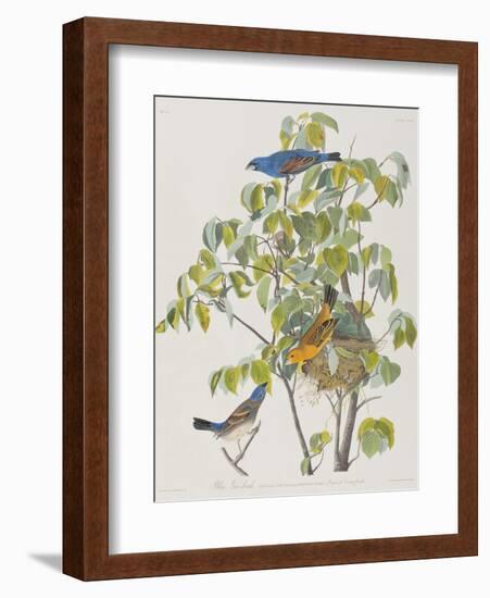 Illustration from 'Birds of America', 1827-38-John James Audubon-Framed Giclee Print