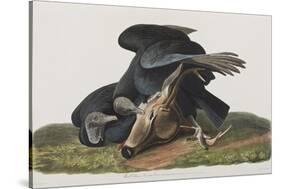 Illustration from 'Birds of America', 1827-38-John James Audubon-Stretched Canvas