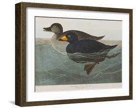 Illustration from 'Birds of America', 1827-38-John James Audubon-Framed Giclee Print