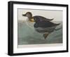 Illustration from 'Birds of America', 1827-38-John James Audubon-Framed Giclee Print