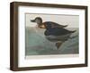 Illustration from 'Birds of America', 1827-38-John James Audubon-Framed Giclee Print