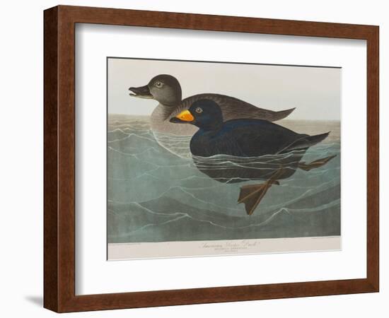 Illustration from 'Birds of America', 1827-38-John James Audubon-Framed Giclee Print