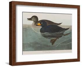 Illustration from 'Birds of America', 1827-38-John James Audubon-Framed Giclee Print