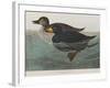 Illustration from 'Birds of America', 1827-38-John James Audubon-Framed Giclee Print