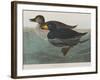 Illustration from 'Birds of America', 1827-38-John James Audubon-Framed Giclee Print