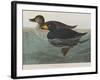 Illustration from 'Birds of America', 1827-38-John James Audubon-Framed Giclee Print