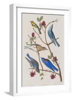 Illustration from 'Birds of America', 1827-38-John James Audubon-Framed Giclee Print