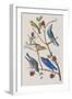 Illustration from 'Birds of America', 1827-38-John James Audubon-Framed Giclee Print