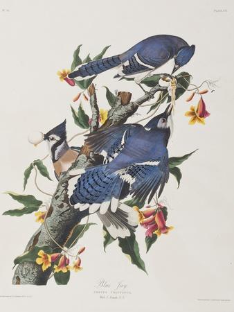 https://imgc.allpostersimages.com/img/posters/illustration-from-birds-of-america-1827-38_u-L-Q1HOO840.jpg?artPerspective=n