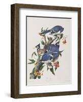 Illustration from 'Birds of America', 1827-38-John James Audubon-Framed Giclee Print