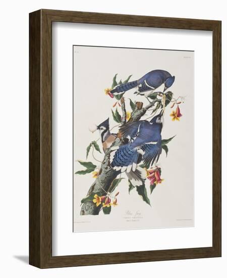 Illustration from 'Birds of America', 1827-38-John James Audubon-Framed Giclee Print