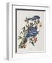 Illustration from 'Birds of America', 1827-38-John James Audubon-Framed Giclee Print