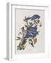 Illustration from 'Birds of America', 1827-38-John James Audubon-Framed Giclee Print