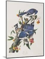 Illustration from 'Birds of America', 1827-38-John James Audubon-Mounted Giclee Print