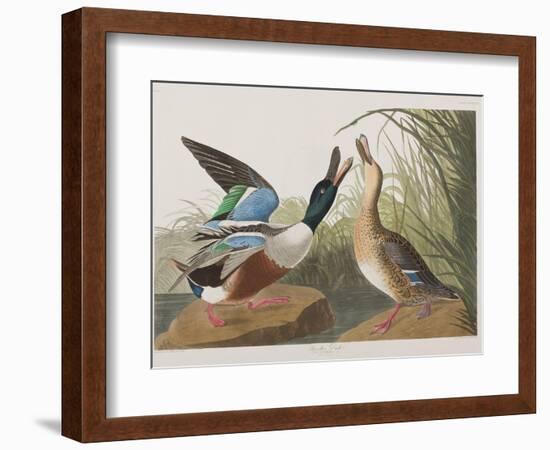 Illustration from 'Birds of America', 1827-38-John James Audubon-Framed Giclee Print