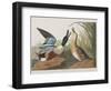 Illustration from 'Birds of America', 1827-38-John James Audubon-Framed Giclee Print