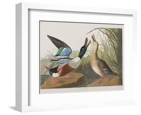 Illustration from 'Birds of America', 1827-38-John James Audubon-Framed Giclee Print