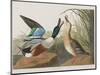 Illustration from 'Birds of America', 1827-38-John James Audubon-Mounted Giclee Print