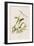 Illustration from 'Birds of America', 1827-38-John James Audubon-Framed Giclee Print