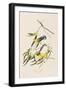 Illustration from 'Birds of America', 1827-38-John James Audubon-Framed Giclee Print