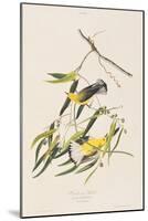 Illustration from 'Birds of America', 1827-38-John James Audubon-Mounted Giclee Print