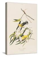 Illustration from 'Birds of America', 1827-38-John James Audubon-Stretched Canvas