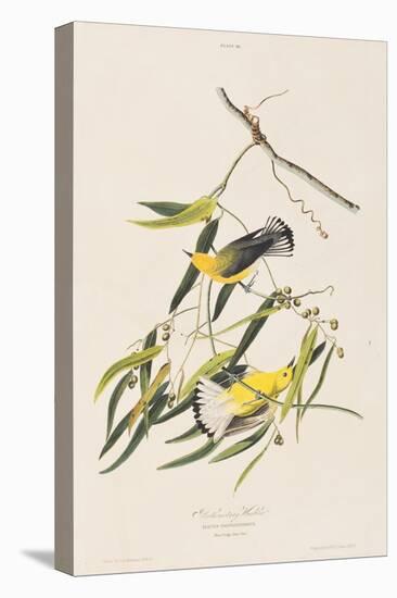 Illustration from 'Birds of America', 1827-38-John James Audubon-Stretched Canvas