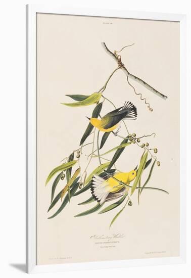 Illustration from 'Birds of America', 1827-38-John James Audubon-Framed Giclee Print