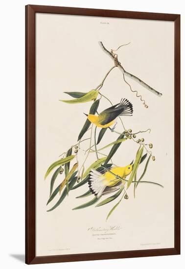 Illustration from 'Birds of America', 1827-38-John James Audubon-Framed Giclee Print