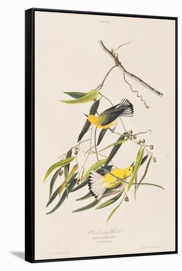 Illustration from 'Birds of America', 1827-38-John James Audubon-Framed Stretched Canvas